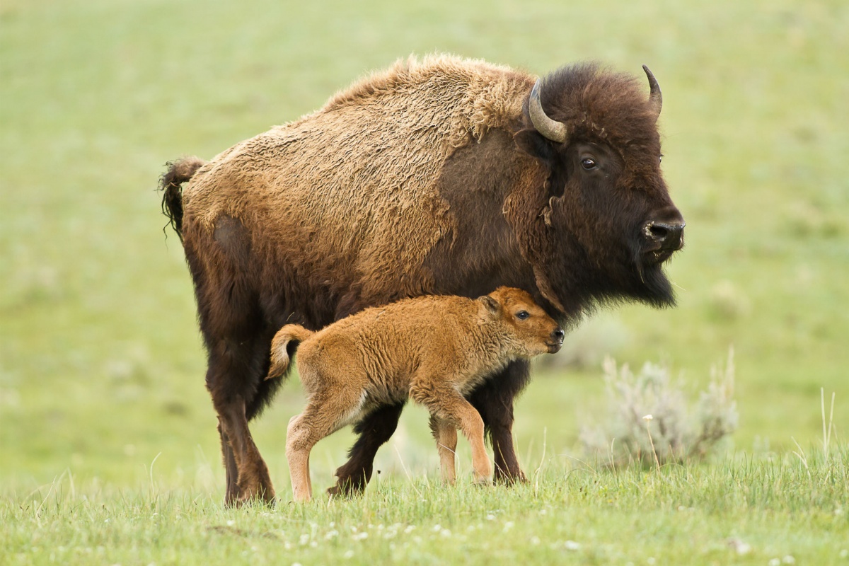 A bison watching over a calf at Yellowstone National Park. Calves are called "red dogs". Photo by Diana LeVasseur